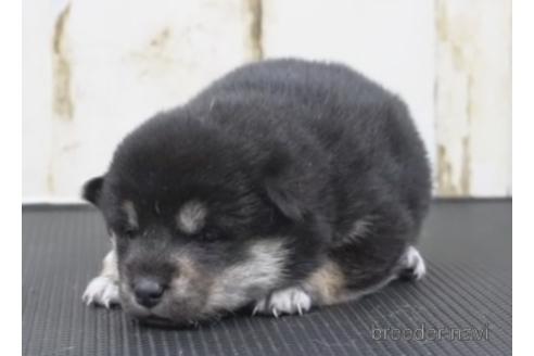 成約済の埼玉県の柴犬-209896の2枚目